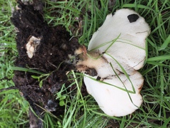 Polyporus decurrens