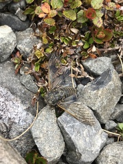 Maoricicada mangu mangu