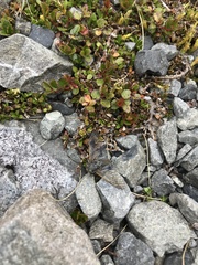 Maoricicada mangu mangu