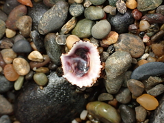 Siphonaria australis
