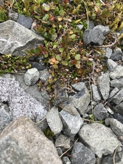 Maoricicada mangu mangu