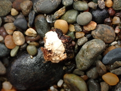Siphonaria australis