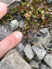 Maoricicada mangu mangu