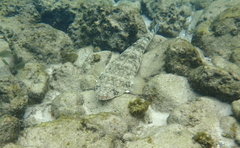 Platycephalus fuscus