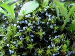 Didymium melanospermum