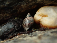 Austrolittorina cincta