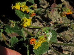 Hermannia prismatocarpa