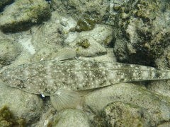 Platycephalus fuscus
