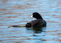Fulica americana