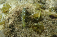 Achoerodus viridis