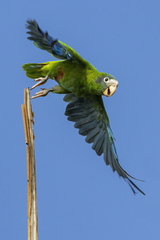 Amazona ventralis