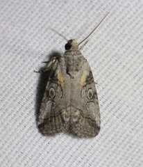 Aleptina inca