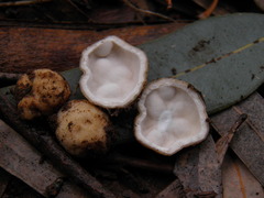 Hydnocystis piligera