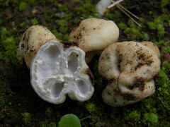 Hydnocystis piligera