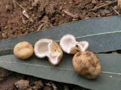 Hydnocystis piligera