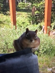 Callospermophilus lateralis lateralis