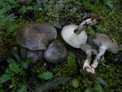 Hygrophorus
