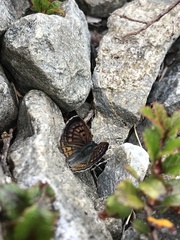 Lycaena tama