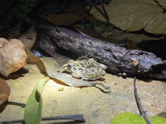 Fejervarya limnocharis