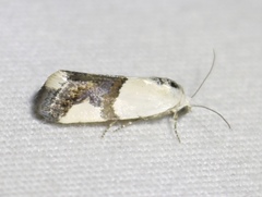 Ponometia cuta