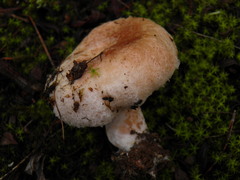 Lactarius tesquorum