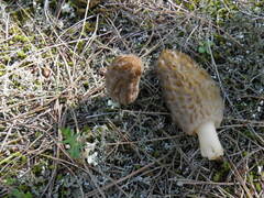 Morchella dunalii