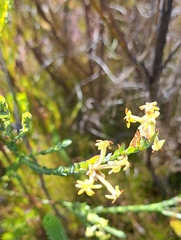 Gnidia oppositifolia