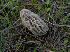 Morchella dunalii