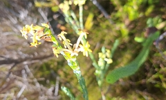Gnidia oppositifolia