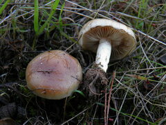 Pholiota highlandensis