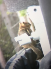 Callospermophilus lateralis lateralis