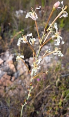 Struthiola myrsinites