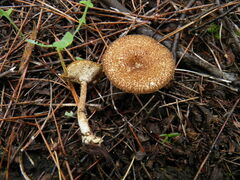 Cerioporus meridionalis