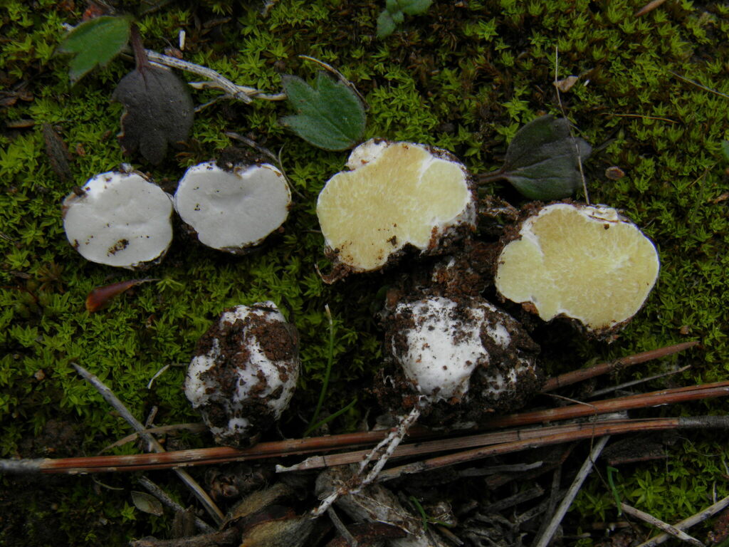 Sclerogastraceae