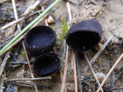 Smardaea ovalispora
