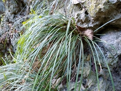 Liriope graminifolia