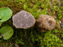 Tuber gennadii