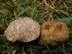 Tuber oligospermum