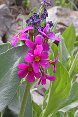 Primula parryi