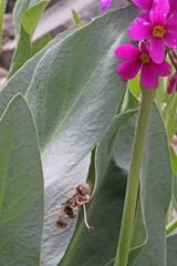 Primula parryi