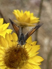 Paralucia pyrodiscus lucida