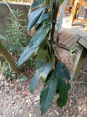 Diospyros blancoi