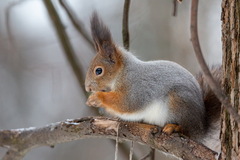 Sciurus vulgaris