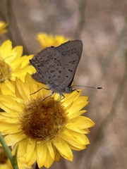 Paralucia pyrodiscus lucida