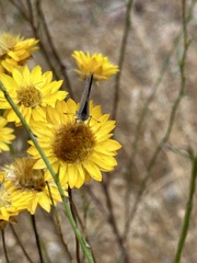 Paralucia pyrodiscus lucida