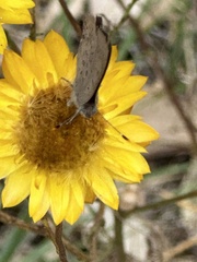 Paralucia pyrodiscus lucida