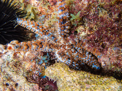 Coscinasterias tenuispina