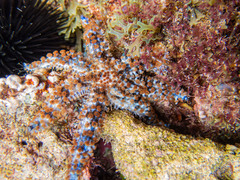 Coscinasterias tenuispina