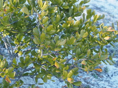 Quercus myrtifolia
