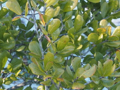 Quercus myrtifolia